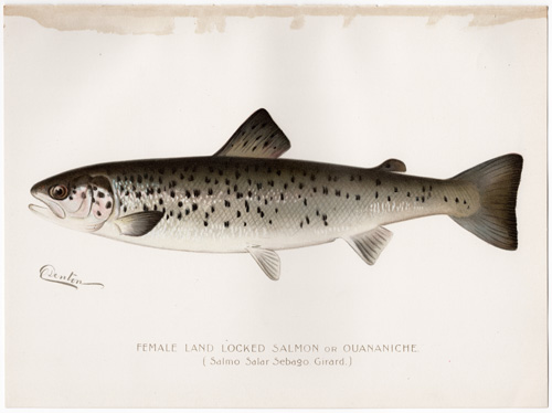 FEMALE LAND LOCKED SALMON or OUANAICHE Denton fish lithograph from 1897